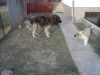 Filename=M_071.jpg
Filesize=373KB
Dimensions=1024x768
Date added=Feb 11, 2007 M_071.jpg
