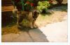 Filename=balu1.jpg
Filesize=472KB
Dimensions=1250x804
Date added=Aug 21, 2007 balu1.jpg